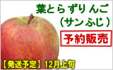 葉とらずサンふじ