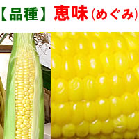 【品種】恵味（めぐみ）