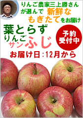 果樹園みかみの葉とらずりんご（サンふじ）