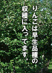 津軽からお届けします。