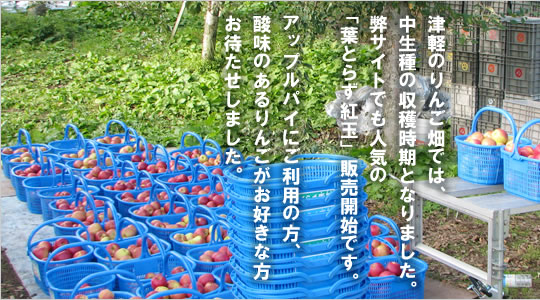 今日の津軽