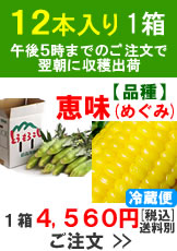 嶽きみ(とうもろこし)【品種：恵味（めぐみ）】1箱12本入り