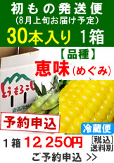 【予約A】嶽きみ初もの出荷便【品種：恵味（めぐみ）】1箱30本入り