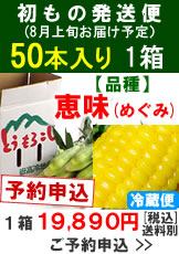 【予約A】嶽きみ(とうもろこし)初出荷便50本1箱予約