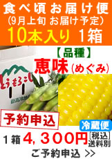 【予約B】嶽きみ(とうもろこし)食べ頃便【品種：恵味（めぐみ）】1箱10本入り