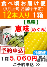 【予約B】嶽きみ(とうもろこし)食べ頃便【品種：恵味（めぐみ）】1箱12本入り