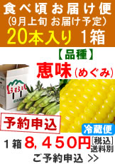 【予約B】嶽きみ食べ頃便【品種：恵味（めぐみ）】1箱20本入り