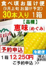 【予約B】嶽きみ食べ頃便【品種：恵味（めぐみ）】1箱30本入り