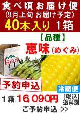 【予約B】嶽きみ食べ頃便【品種：恵味（めぐみ）】1箱40本入り