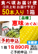 【予約B】嶽きみ食べ頃便【品種：恵味（めぐみ）】1箱50本入り