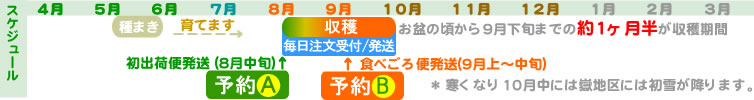 滝吉さんの嶽きみ収穫の様子