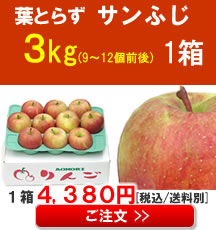 【販売】【品種】葉とらずサンふじ ３Kg