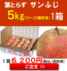 【販売】【品種】葉とらずサンふじ ５Kg
