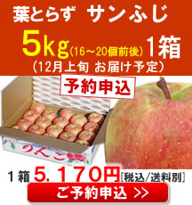 【予約】【品種】葉とらずサンふじ ５Kg