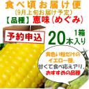 【予約B】嶽きみ「食べごろお届け便」恵味[20本入]