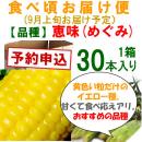【予約B】嶽きみ「食べごろお届け便」恵味[30本入]
