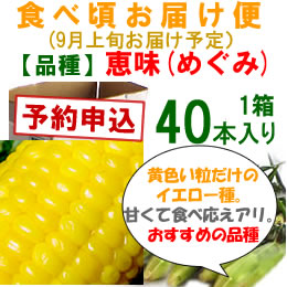 【予約B】嶽きみ「食べごろお届け便」恵味[40本入]