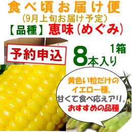 【予約B】嶽きみ「食べごろお届け便」恵味[8本入]